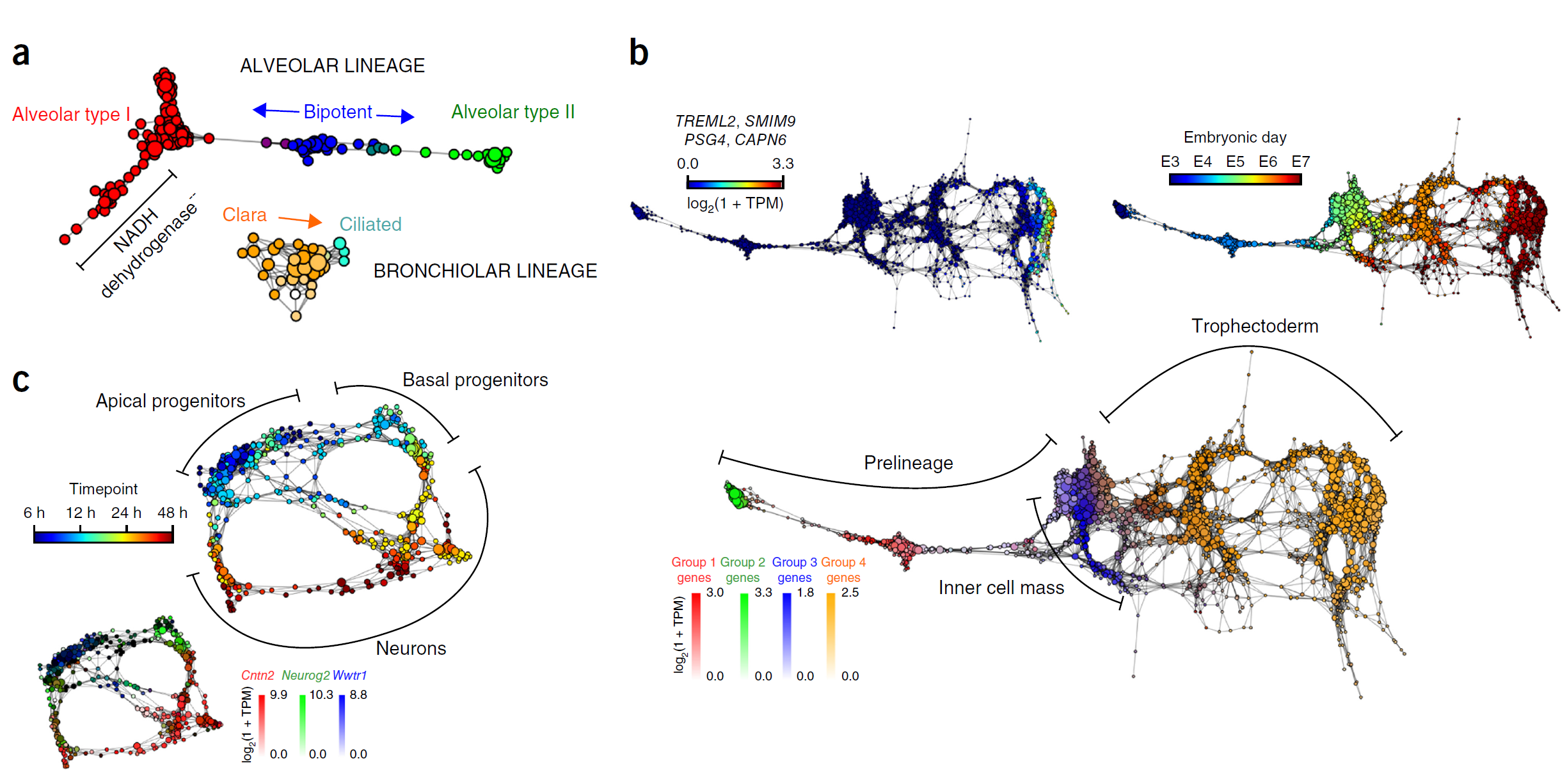 Figure 6 scTDA analysis of mouse and human developmental data sets.