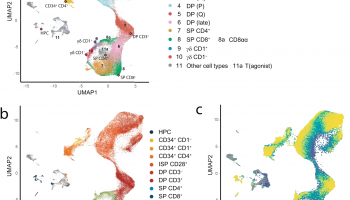 Integration of bulk RNAseq with single cell RNAseq of human postnatal thymus a Uniform Integration of bulk RNAseq with single cell RNAseq of human postnatal thymus a Uniform