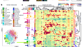 Fig. 1 | Single-cell phenotypes in high-dimensional histopathology of breast
cancer. Fig. 1 | Single-cell phenotypes in high-dimensional histopathology of breast cancer.
