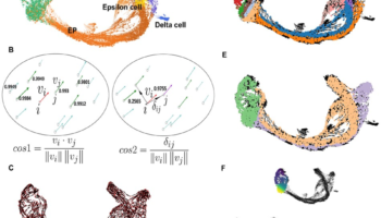VeTra: a tool for trajectory inference based on RNA
velocity VeTra: a tool for trajectory inference based on RNA velocity