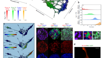 Rizvi, A., Camara, P., Kandror, E. et al. Single-cell topological RNA-seq analysis reveals insights into cellular differentiation and development. Nat Biotechnol 35, 551–560 (2017). https://doi.org/10.1038/nbt.3854 Figure 4 Cellular populations during motor neuron differentiation.