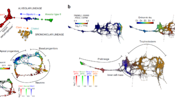 Rizvi, A., Camara, P., Kandror, E. et al. Single-cell topological RNA-seq analysis reveals insights into cellular differentiation and development. Nat Biotechnol 35, 551–560 (2017). https://doi.org/10.1038/nbt.3854 Figure 6 scTDA analysis of mouse and human developmental data sets.