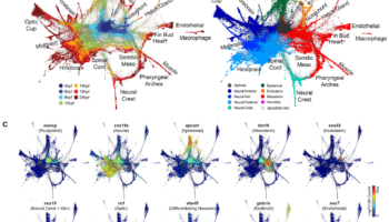 Single-cell mapping of gene expression landscapes and lineage in the zebrafish embryo. Wagner DE, Weinreb C, Collins ZM, Briggs JA, Megason SG, Klein AM. Science 26 Apr 2018. doi:10.1126/science.aar4362
