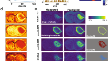 Fig. 3: Analysis of 2D MALDI FT-ICR MSI dataset of PDX mouse brain model of glioblastoma. Abdelmoula, W.M., Lopez, B.GC., Randall, E.C. et al. Peak learning of mass spectrometry imaging data using artificial neural networks. Nat Commun 12, 5544 (2021). https://doi.org/10.1038/s41467-021-25744-8